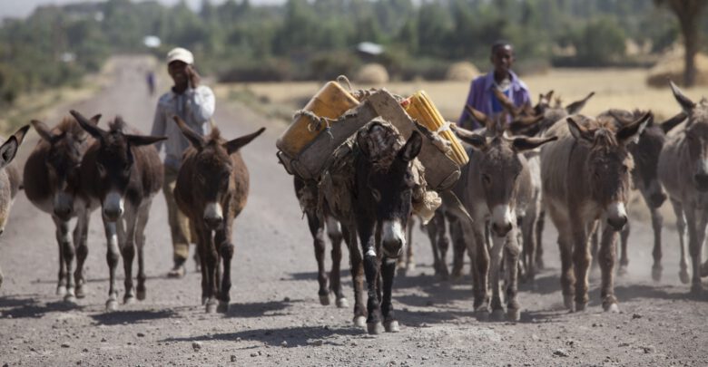 Donkeys Help Communities Across The World Credit The Donkey Sanctuary