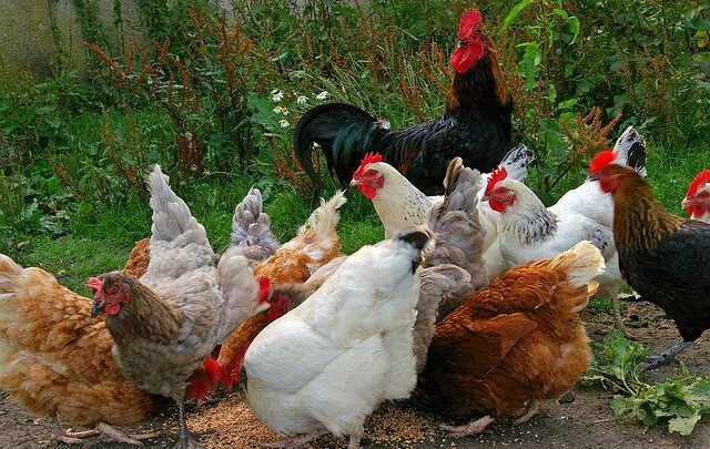 Poultry Farming For Beginners