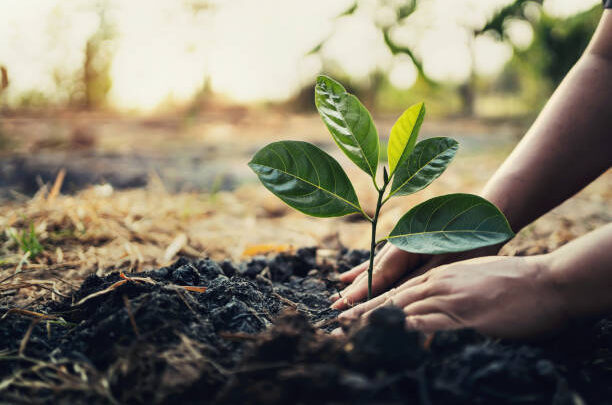 Planting Tree In Garden. Concept Save World Green Earth